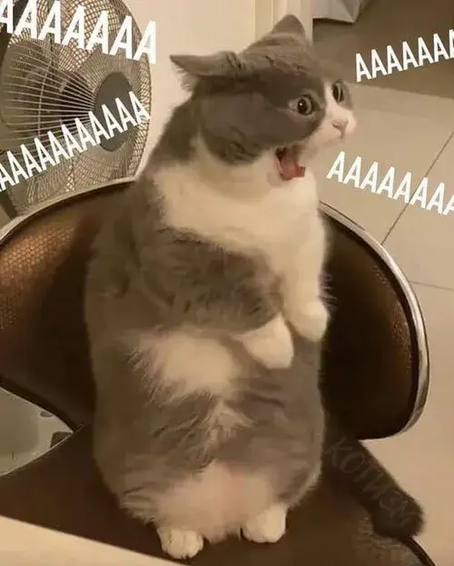 Ảnh hài mèo cáu ghi lại dáng thủ thế cùng móng nhỏ lộ ra nhẹ nhàng