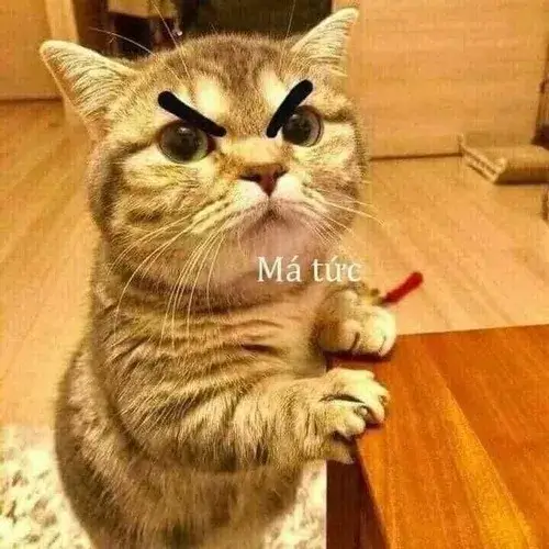 Mèo quạu hóa meme, nhìn mặt là biết tâm trạng bất mãn ngay