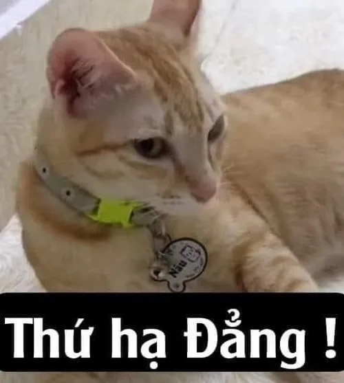 Ảnh vui biểu cảm gắt mô tả cảnh giác xuất hiện ngay trong từng ánh nhìn