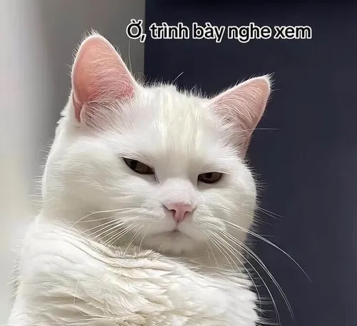 Ảnh vui mèo nổi quạu nêu rõ tai cụp xuống báo hiệu mức độ khó ở