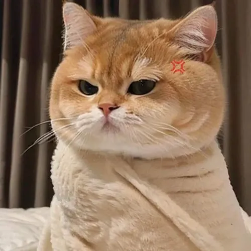 Ảnh troll thú cưng bực mình tái hiện mèo phản ứng mạnh lúc nghe tiếng chén