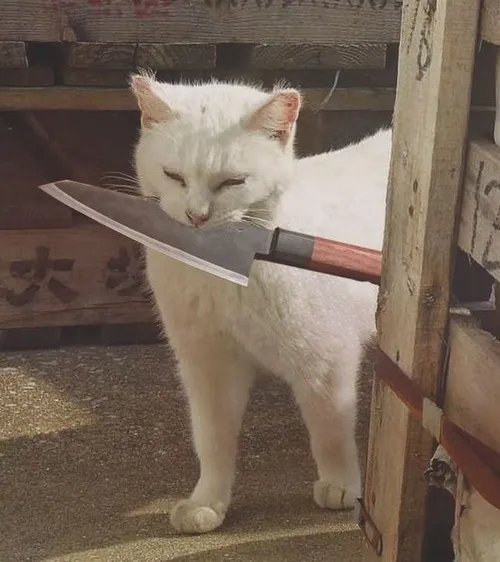 69 ảnh Meme Mèo Cầm Dao hài hước đậm chất giang hồ sát thủ khi muốn "xử lý" ai đó