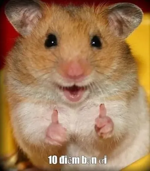 Meme chuột 10 điểm phù hợp cho phản ứng nhanh gọn trước các tình huống bất ngờ