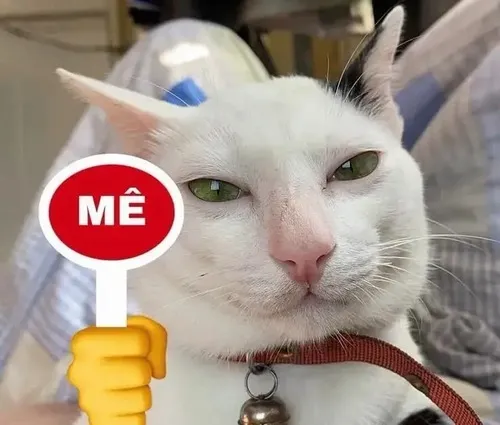 Mèo cảm thán điểm mười tạo hiệu ứng cộng hưởng lan đến nhóm sáng tạo