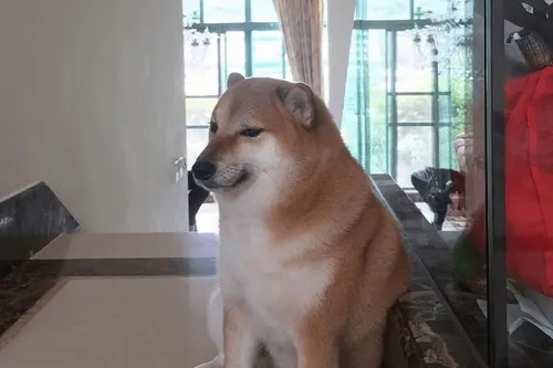 Hình troll Cheems khinh nhẹ qua ánh mắt tròn hơi lệch