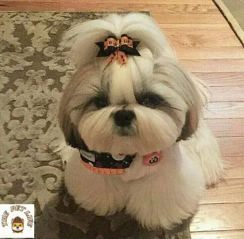 Meme chó giật mình dựng lông gáy với biểu cảm ngáo