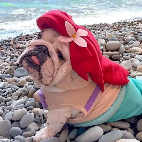 Ảnh troll bé bốn chân hoảng hốt khi bị gọi tên bất ngờ