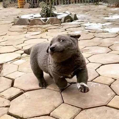 Ảnh troll cún con giơ chân like như đang cổ vũ bạn