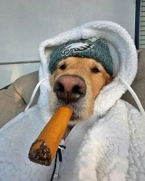 Ảnh troll cún con thở dài phồng má nhìn rất thương