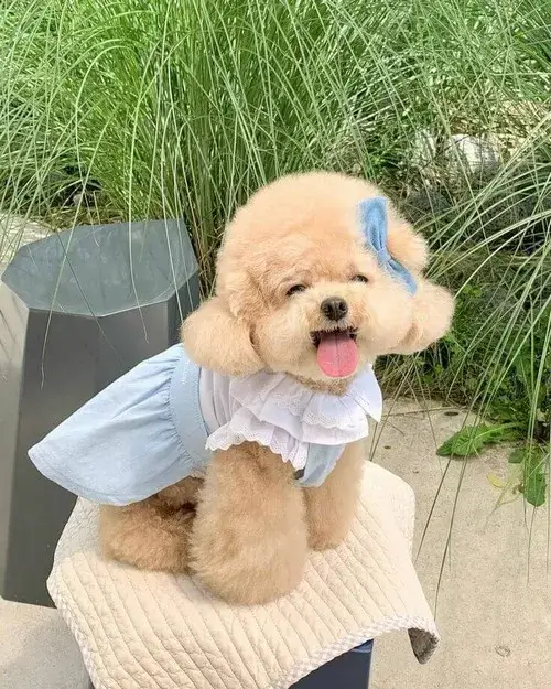 Meme chó vui bật năng lượng khi đôi tai dựng lên đầy tinh nghịch