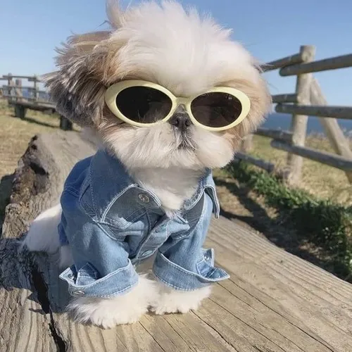 Ảnh troll thú cưng cố lên bằng ánh mắt sáng kiên trì