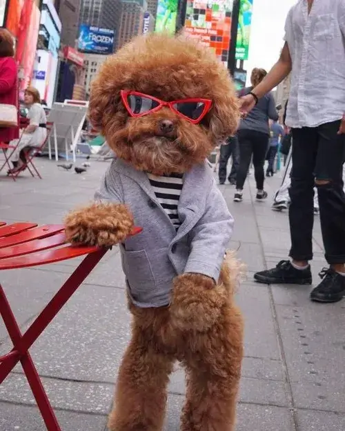 Ảnh vui loài khuyển hết cứu vì gương mặt đơ như tượng