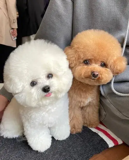 Meme chó nghi ngờ liếc mắt sang bên với đôi tai hơi xoay