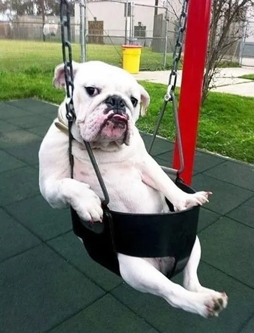 Meme chó cười nham hiểm khi nhếch môi đầy tinh quái