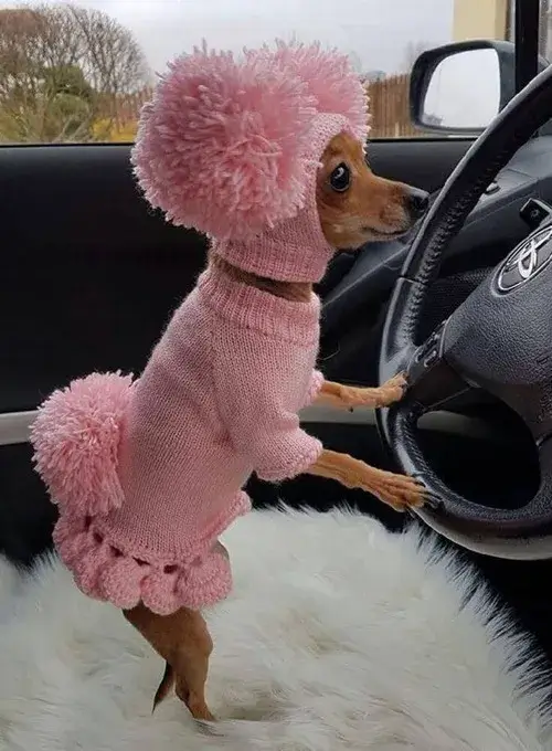 Meme chó thất vọng khi cái mõm trễ xuống như hụt hẫng