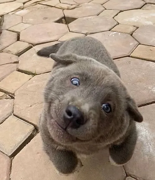 Ảnh troll loài khuyển xin lỗi với gương mặt cụp xuống đầy chân thật