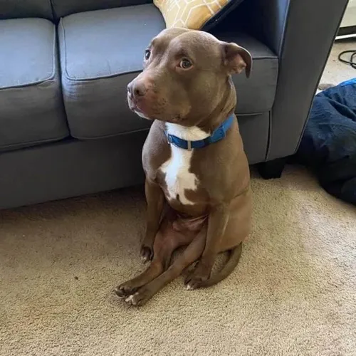 Ảnh vui cún con vô tri nhìn trời mà chẳng hiểu chuyện gì