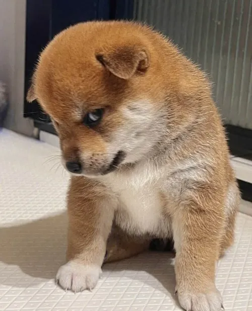 Ảnh troll loài khuyển cầm súng đồ chơi tạo vibe ngầu