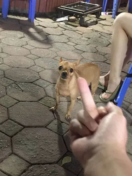 Meme chó khinh bỉ khi hất mặt nhẹ sang hướng khác