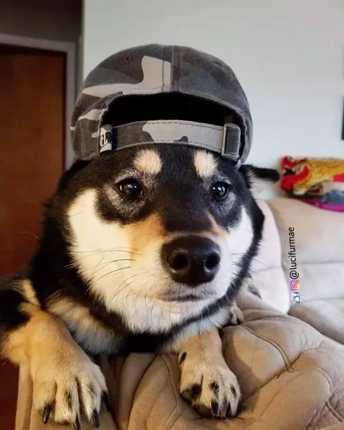 Ảnh troll thú cưng xem thường bằng ánh mắt nửa kín nửa hờ