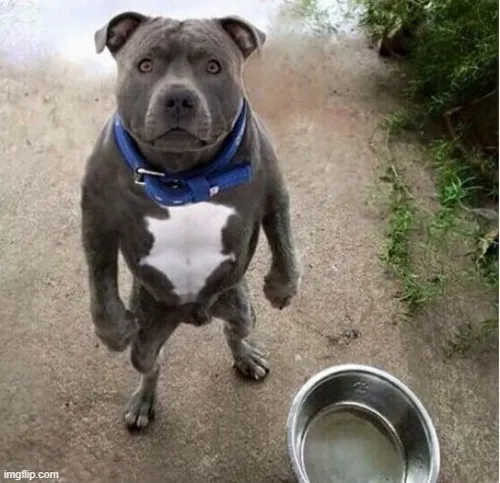 Ảnh vui loài khuyển đáng yêu lăn qua lăn lại trên thảm