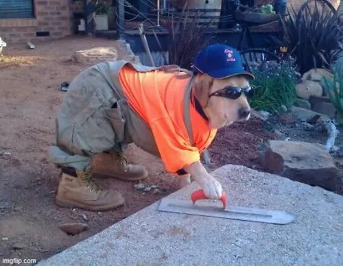 Meme chó chu mỏ tạo dáng như muốn hôn nhẹ