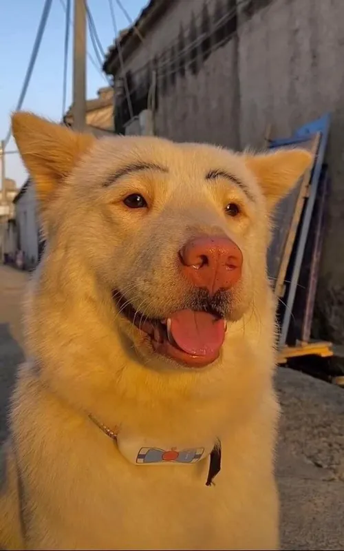 Ảnh troll thú cưng mắt long lanh cầu xin một miếng snack