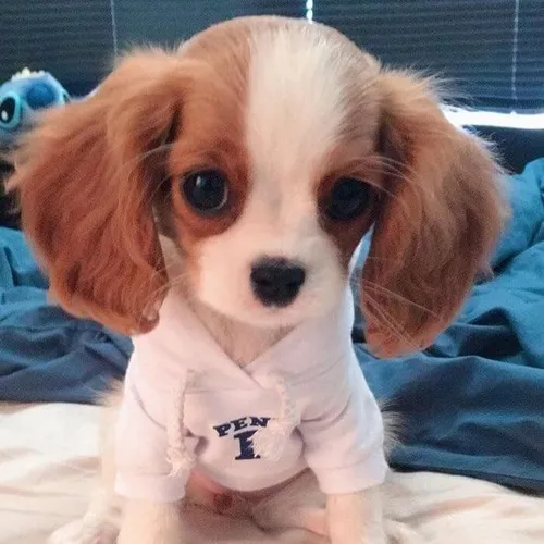 Ảnh troll chú nhỏ ngại ngùng né ống kính quay sang bên