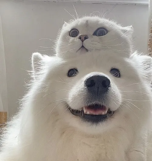 Meme chó cô đơn nhìn mưa qua ô cửa