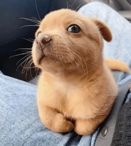 Ảnh troll cún con đau khổ úp mặt xuống chân trước