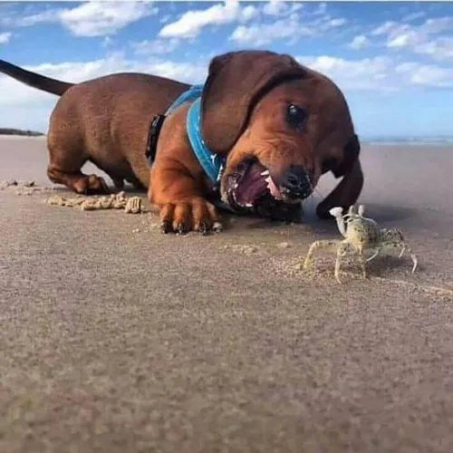 Ảnh troll chú nhỏ gợi kiểu tinh nghịch từ nét tai dựng