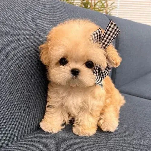 Meme chó cười hé răng khoe cái mõm cong rất duyên