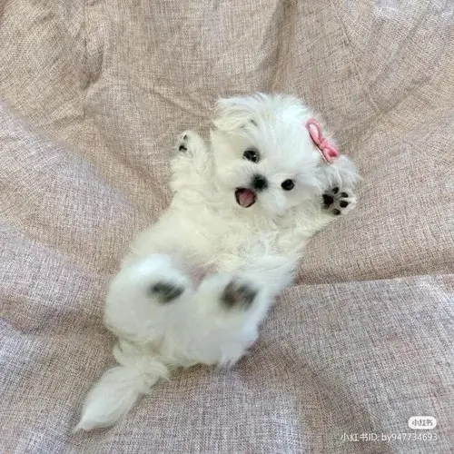 Meme chó nhếch môi tạo thần thái nửa cười nửa bất mãn