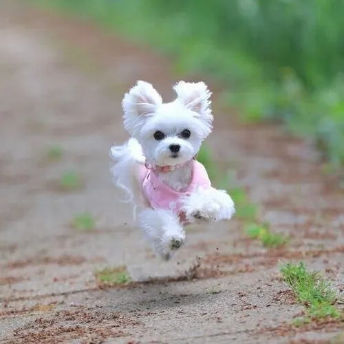 Ảnh troll Becgie Đức liếc mắt cảnh giác nhưng mặt lại hiền khô