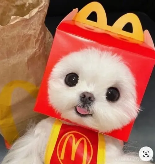 Meme Golden Retriever cười tươi kiểu chân thành làm mềm lòng người