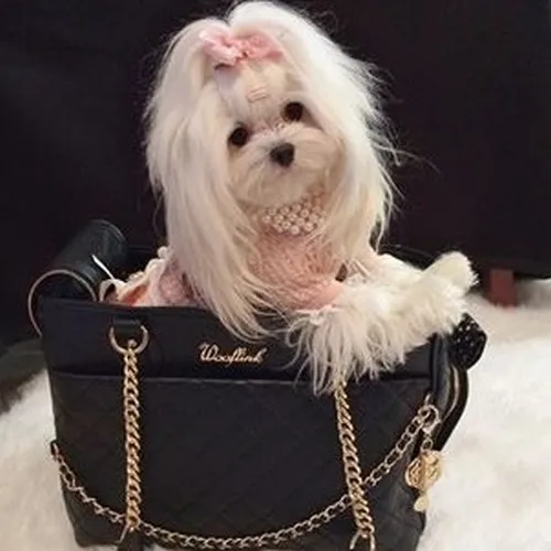 Meme Đốm Dalmatian hoảng hốt khi nghe tiếng rơi chén trong bếp