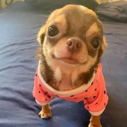 Meme Doberman nghiêm túc tạo dáng nhưng tai lại cụp khiến cảnh trở nên hài