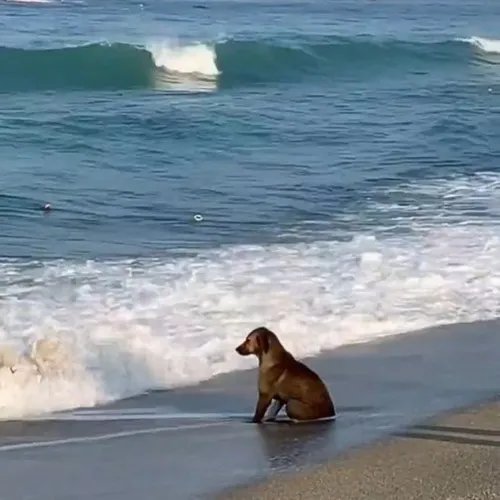 Meme Cocker Spaniel long lanh mắt như đang xin được vuốt đầu thêm