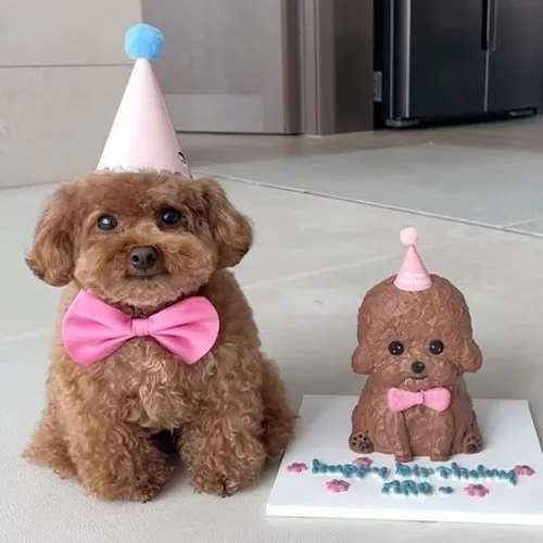 Ảnh vui Japanese Spitz run sợ khi vô tình bị gọi quá lớn tiếng