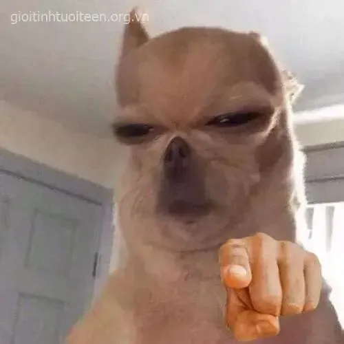 Khi cần nhấn mạnh quan điểm bộ meme chỉ tay phát huy tác dụng