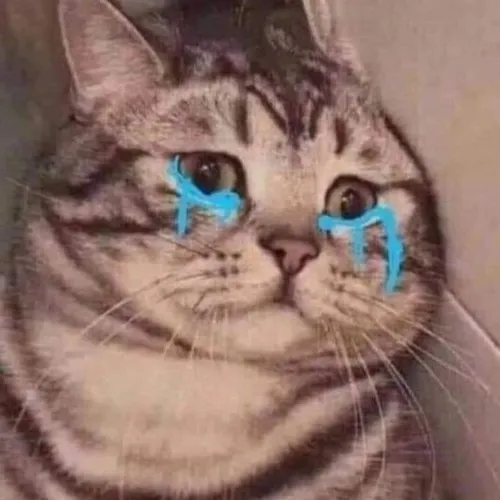 Hình chế mèo nhìn xa biểu hiện dễ tổn thương nội tâm