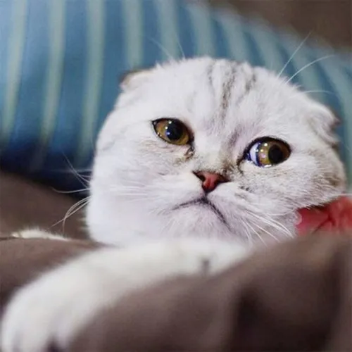 Hình meme vui mèo nép góc mô tả sự cô độc khẽ