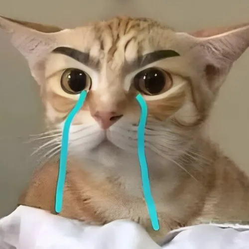 Hình meme vui mèo gục đầu bật lên hơi thở cô đơn