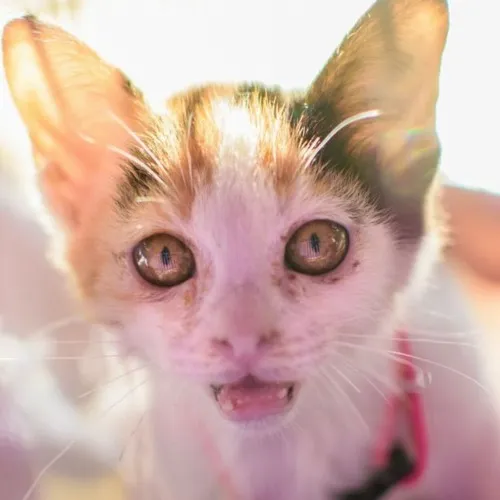 Ảnh troll mèo co ro nêu nét nhỏ bé và mềm mại