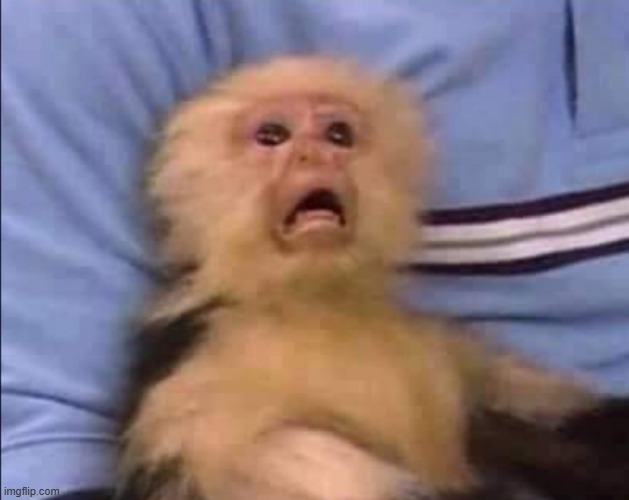 Khỉ con bất ngờ với những meme có kết thúc không ngờ