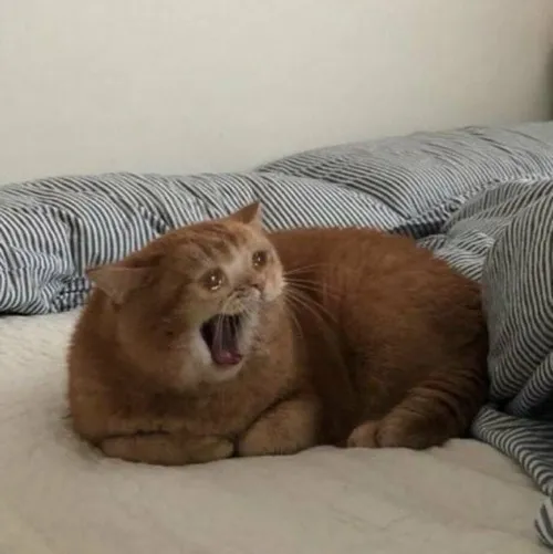 Meme buồn rầu liên hệ rơi lệ trong nỗi buồn