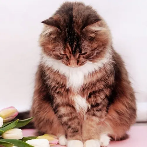 Hình chế mèo ánh mắt rơm rớm chứa bầu má ướt