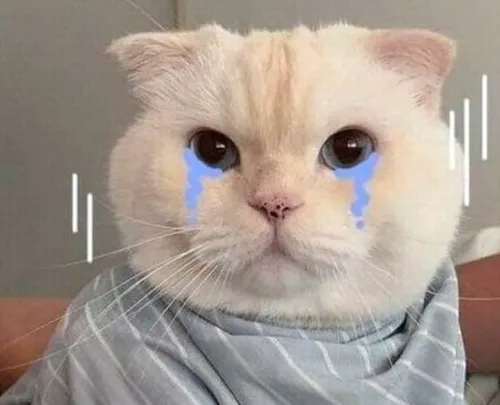 Ảnh chế mèo tai cụp phác nét tổn thương khẽ