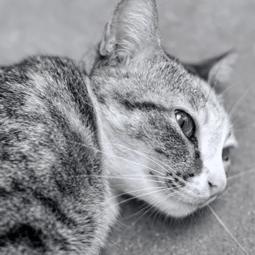 Mèo khóc rơi lệ nhìn xa như hóa thân nỗi buồn của dân mạng