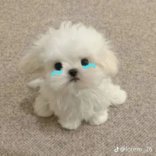 Meme chó tinh nghịch làm bật lên vẻ phá phách hiền hòa